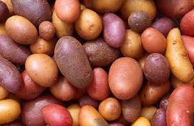 Mixed‑Color Potato Solanum tuberosum for planting in home garden